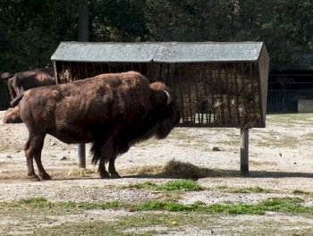 Planckendael