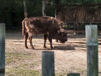 Planckendael